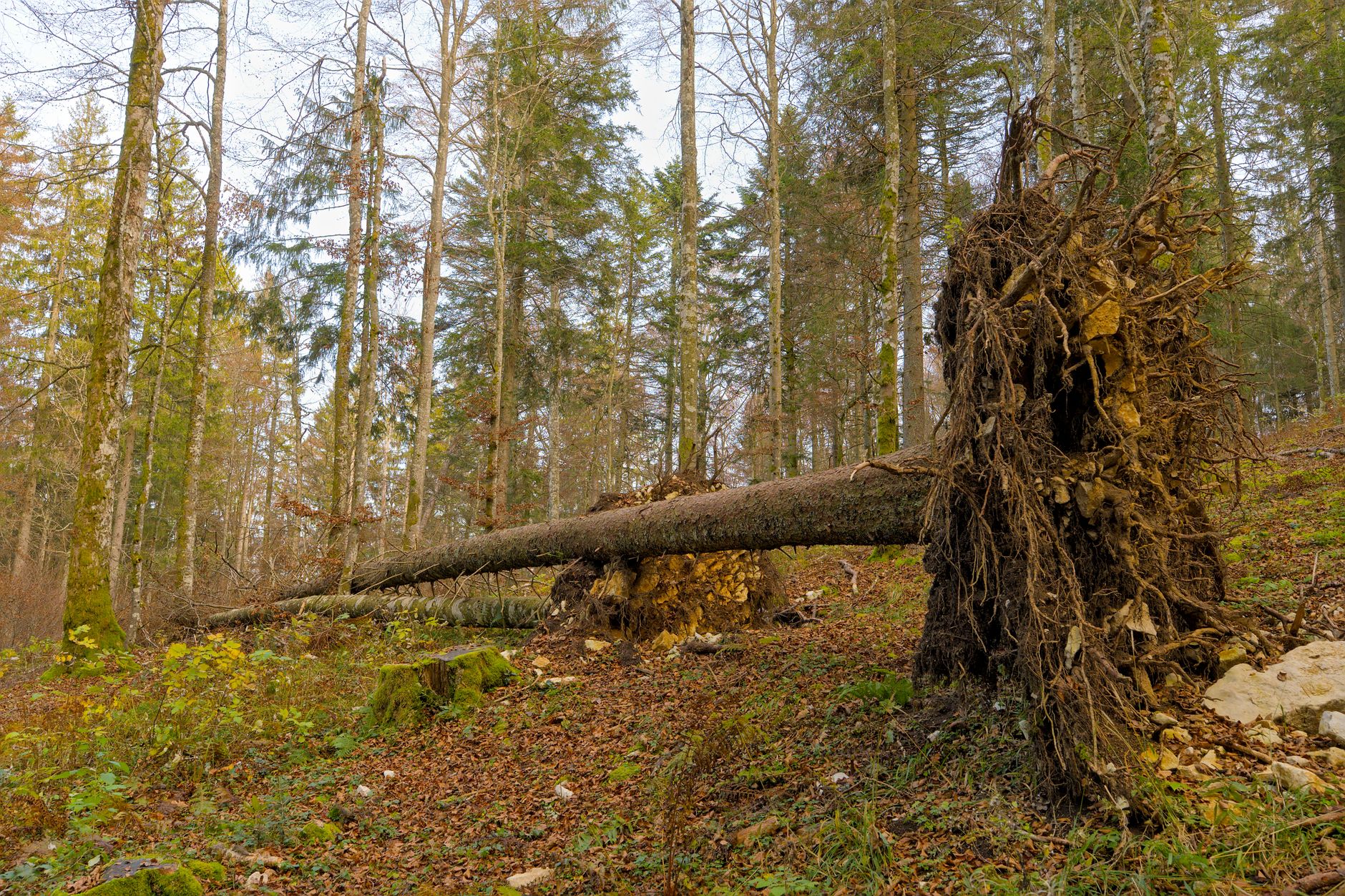 Enlèvement arbre urgence à Clamart